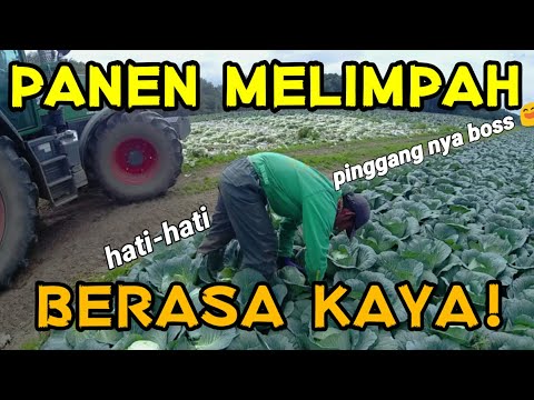 Video: Kubis Jepun