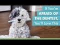 If You Re Afraid Of The Dentist You Ll Love This