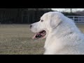 Caratteristiche Cane Pastore Maremmano Abruzzese