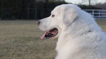 Quanto costa un cucciolo di pastore maremmano abruzzese?