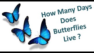 How Many Days does Butterflies Live How long does Monarchs Live