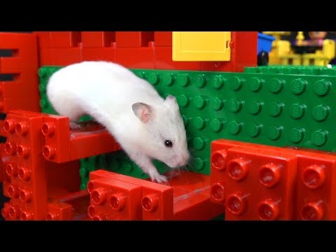 my-funny-pet-hamster-in-lego-obstacle-course