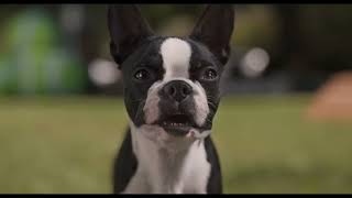 Strays - Official Trailer
