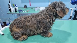 Grooming A Long Hair Dachshund Mix