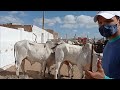 feira do gado em Santa Cruz do Capibaribe PE 21/12/2020 vaca parida de dois filhotes R$ 5,000