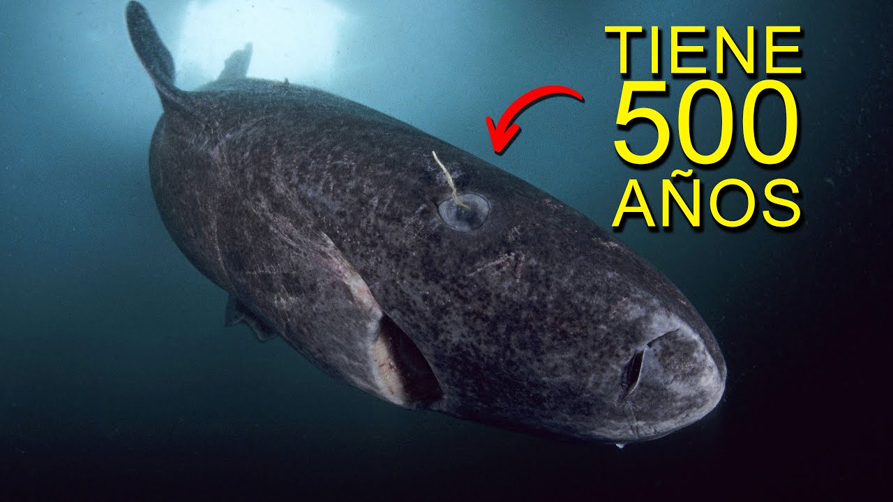 el ANIMAL VIVO más VIEJO de la TIERRA: Tiburón de Groenlandia - YouTube