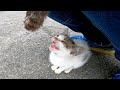 商店の前に居た仔猫カワイイ!と思ったらジーパンで爪研ぎしだして。。。
