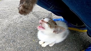 商店の前に居た仔猫カワイイ!と思ったらジーパンで爪研ぎしだして。。。