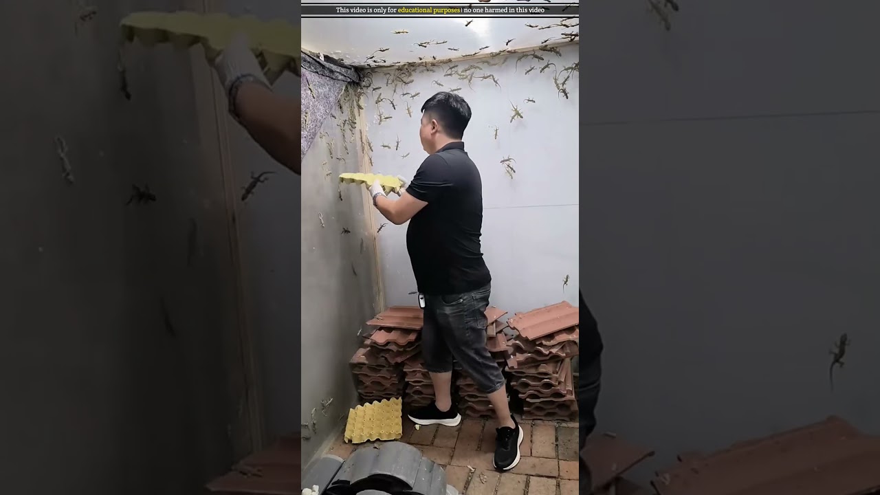 man raises lizards in his house