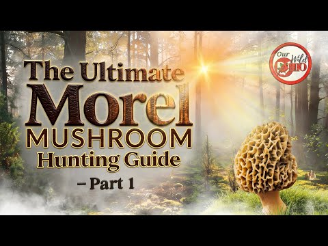 The Ultimate Guide To Finding Mushrooms Near Me (Dispensary Edition)