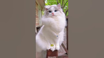 Meet the Ragdoll 🙀The Cat That Melts in Your Arms