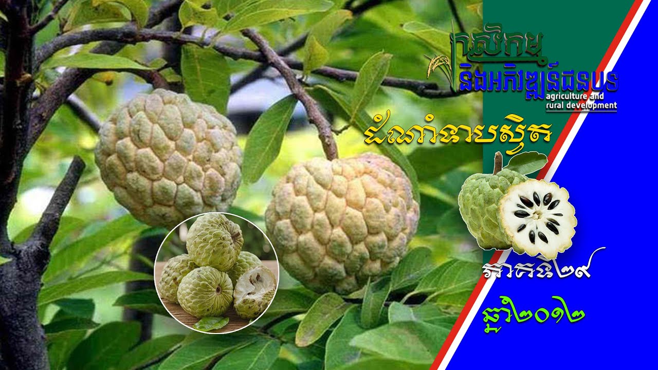 កសិកម្ម និងអភិវឌ្ឍន៍ជនបទ - Agriculture and Rural Development| ទាបស្វិត - Sugar Apple [EPS29] 160712
