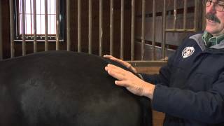 Hind End Release Points for Horses | The Masterson Method® Bodywork Series