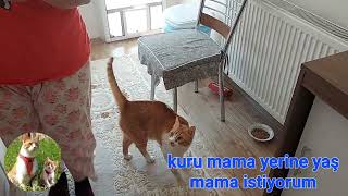 putin kedim ağzının tadınıda çok iyi biliyor #kedi #kediler #catlover #cats #catlover #mama