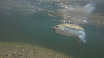 Gặp Con Tàu Ngần Trong Rừng | Câu Lure Cá Tro trong Rừng Già