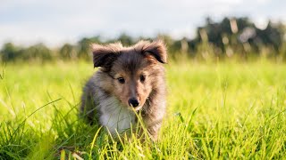Mental Stimulation for a Shetland Sheepdog During Recovery