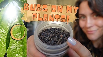 I RELEASED 1000 BUGS INTO MY HOUSE for pest management! | Houseplant Care Vlog