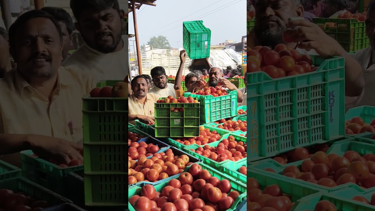 live tomato action today plamaner vegetable market price 