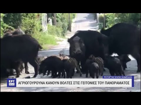 Αυξάνονται τα αγριογούρουνα στο πολεοδομικό συγκρότημα της Θεσσαλονίκης | 15/05/2023 | ΕΡΤ