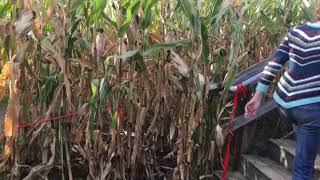 Davis Mega Maze in Sterling, MA
