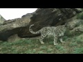 A Snow Leopard Signpost