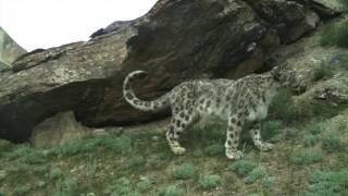 snow leopard handbolsa