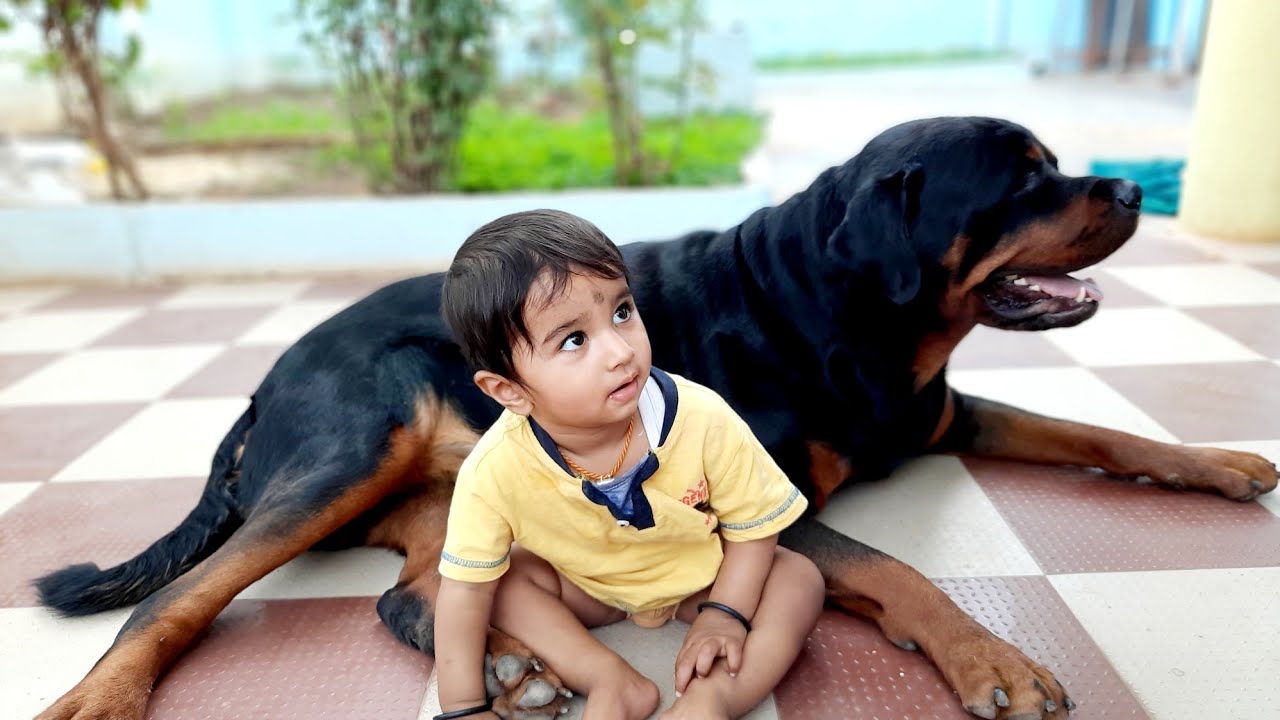 Rottweiler is a very good family  trained rottweiler dog. - YouTube