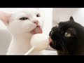 How to make ice cream lollipops for kittens - Brain Freeze