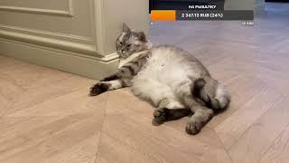 картинка: Новая игрушка