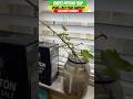 Sweet Potato Slips Starts | Zone 8A | Urban Garden || Steffanie’s Journey