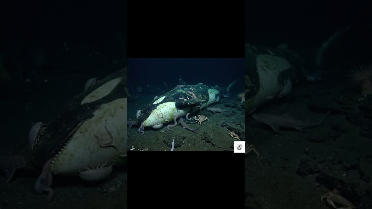 ARC ADVENTURE EP.10 FALL #adventure #ORCA #episode #animals #wildlife #ocean   #shortvideo