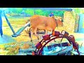 Traditional irrigagation of water lifting with bulls ! persain wheel  | water wheel irrigation