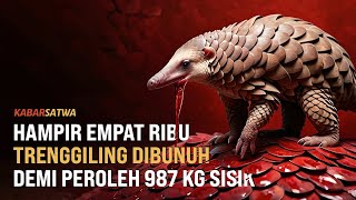 987 KG SISIK TRENGGILING DISITA DARI PERDAGANGAN ILEGAL | KABAR SATWA