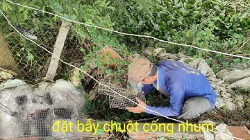 đặt bẫy chuột cống nhum mùa nước không ngờ trúng đậm rồi vô chuột cống nhum bự to.ra chợ bán quá mau