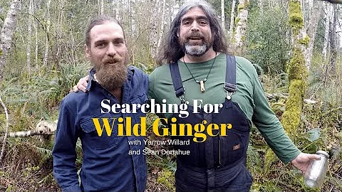 Snake Root Medicine | Wild Ginger with Herbal gues...