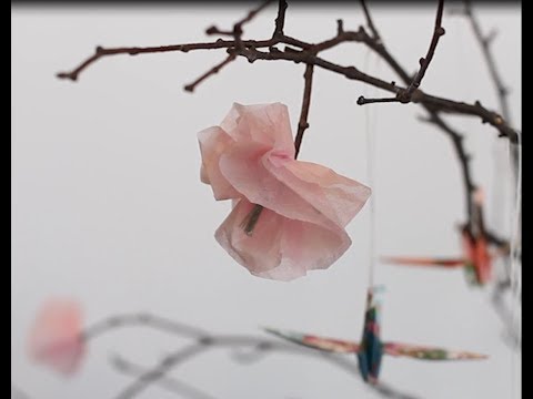 Video: Pynta till påsk med blommor - Vilka är de bästa påskblommorna