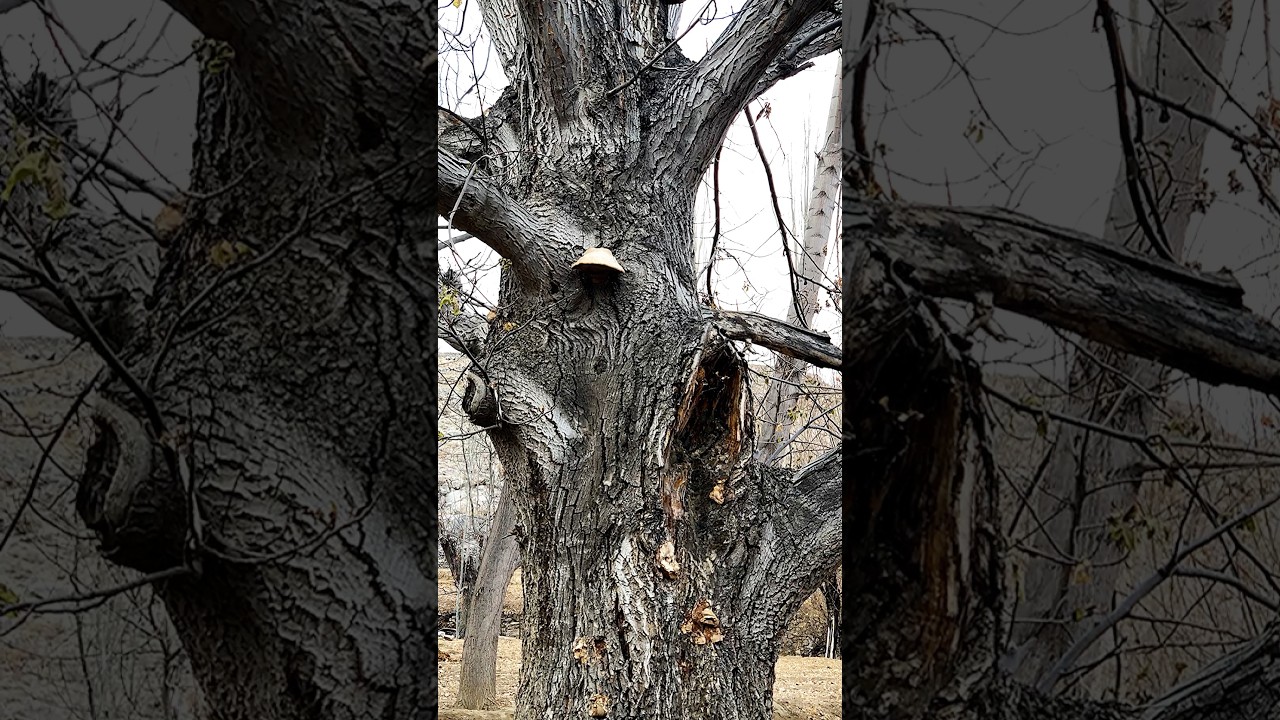 A major projects  _ Amazing is That Hat This Walnut Wood Is Around five to six years old 