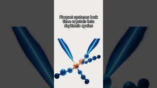 Time Crystals Defying Physics: Eternal Quantum Ticks | ScienceBlobs