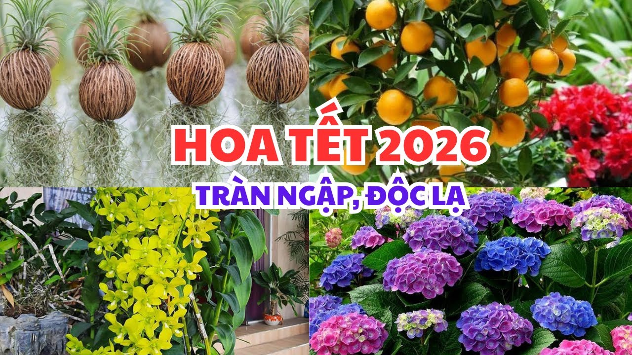 HOA TẾT 2026 ĐÃ VỀ TRÀN NGẬP, TUYỆT ĐẸP. 