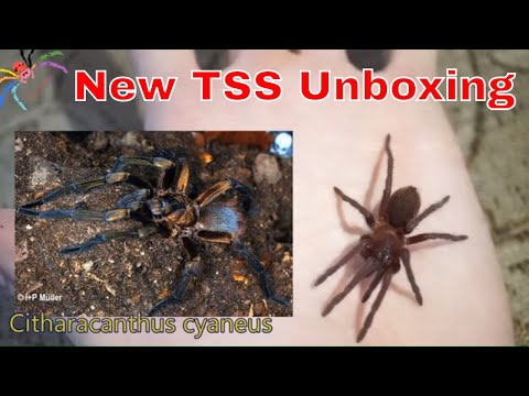 Stunning New Tarantula