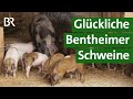 Alte Nutztierrasse: Bentheimer Schweine in artgerechter Weidehaltung | Unser Land | BR