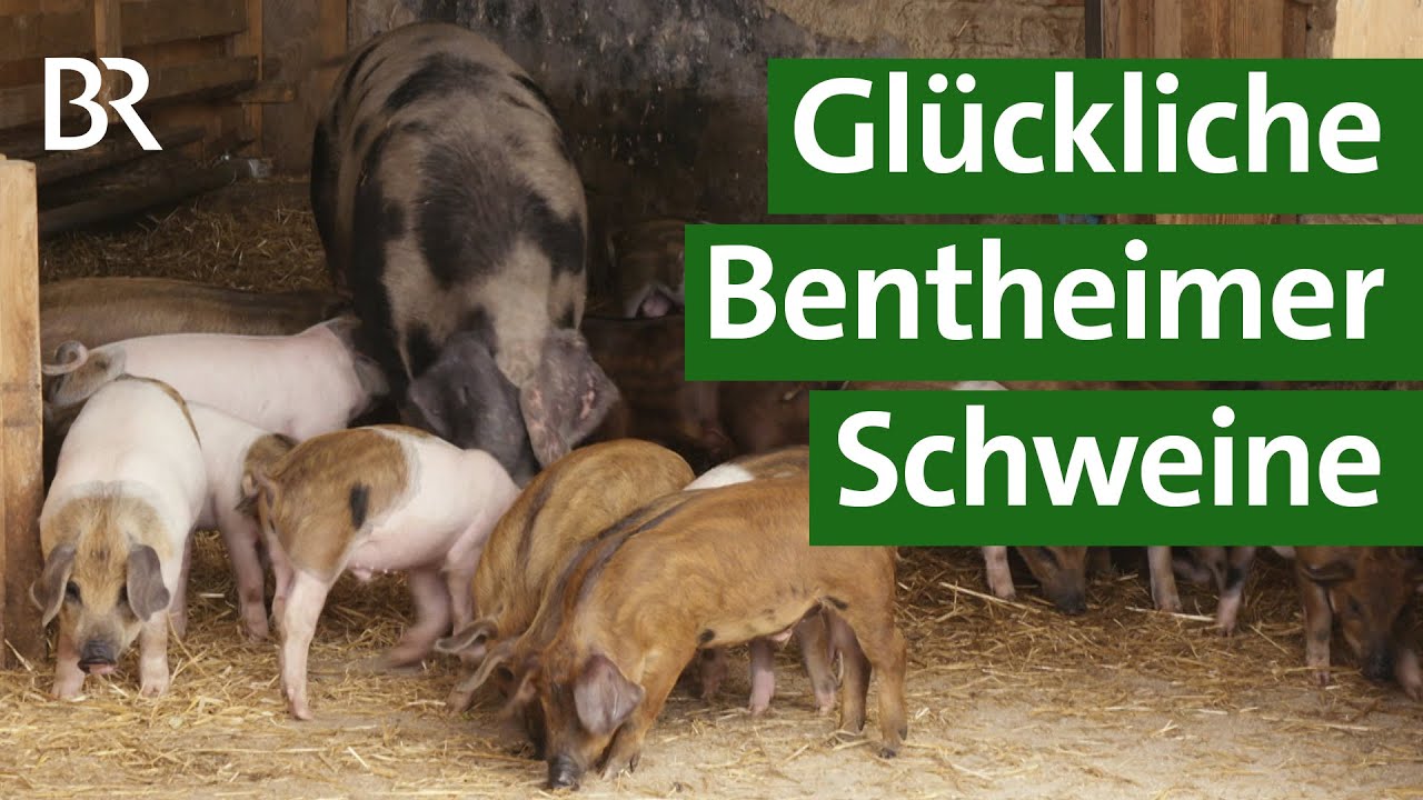 6. Bunte Bentheimer Schweine