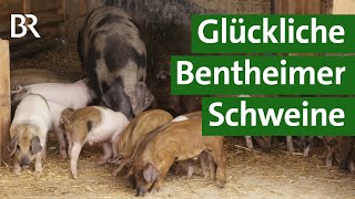 Alte Nutztierre Bentheimer Schweine In Artgerechter Weidehaltung Unser Land Br