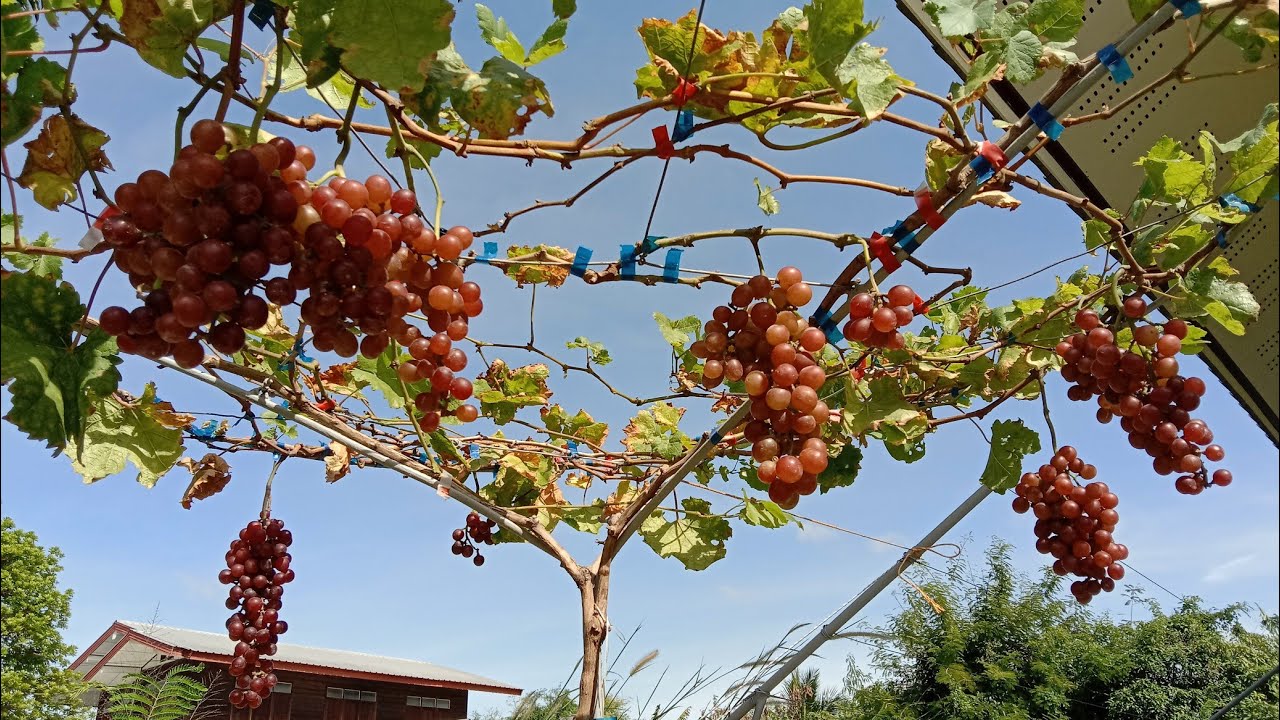 องุ่นในเข่ง วัดความหวาน และตัดผลผลิต -สวนองุ่นเกศปรียา