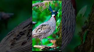Koklass pheasant (Pucrasia macrolopha), a species found in