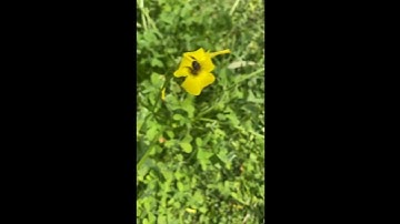 سورة النحل # حالات واتس اب #ستوريات دينية