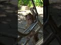 #babymonkey #Animal #cuteanimal #babygibbon #apes #babyapes