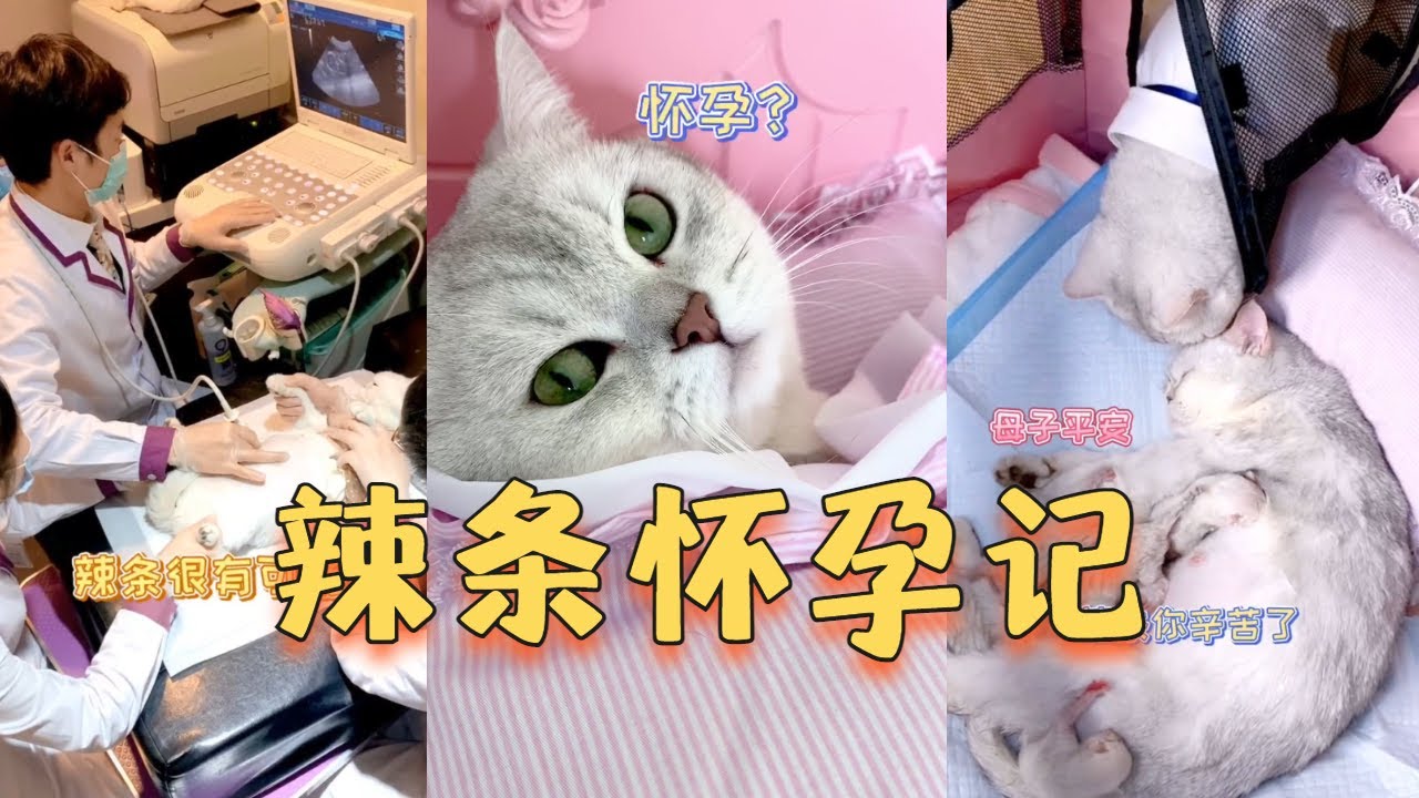 辣条怀孕记 迎接新生命的到来~~ #抖音 #猫 #怀孕 #包仔辣条