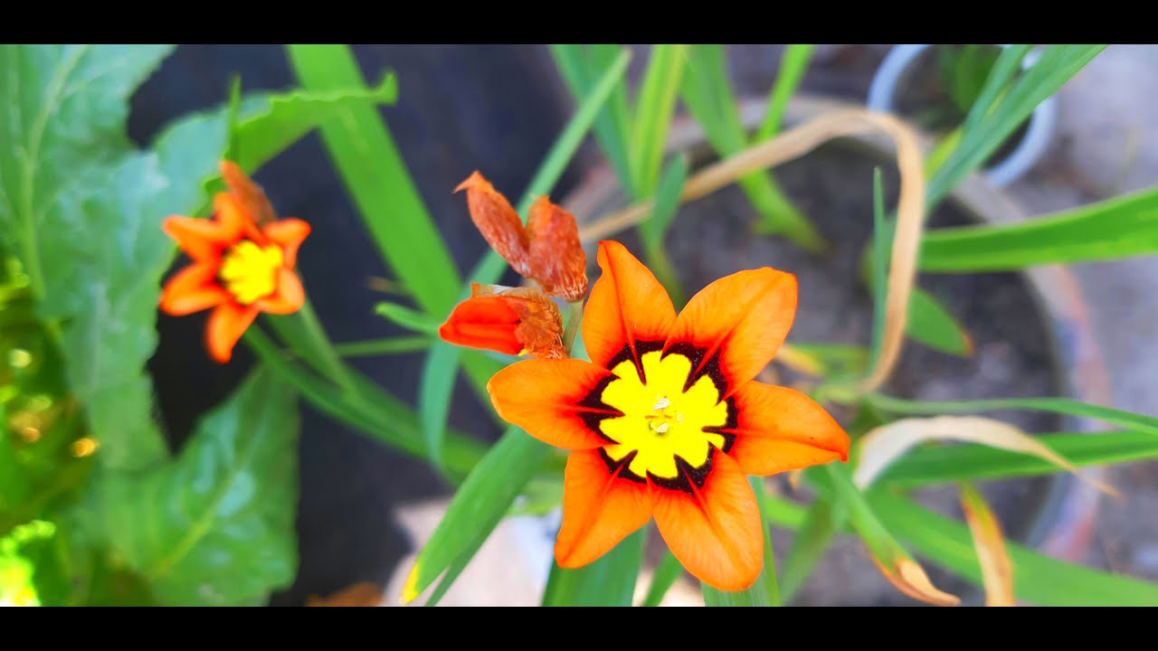 Sparaxis Flower | How to Grow Sparaxis Bulb | Growing from Bulb | Harvest Sparaxis Bulbs