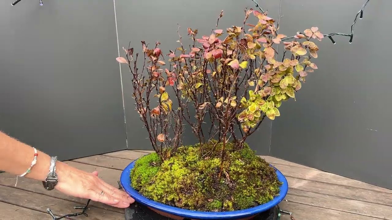 Bonsai project: Berberis thunbergii "Orange Ice"